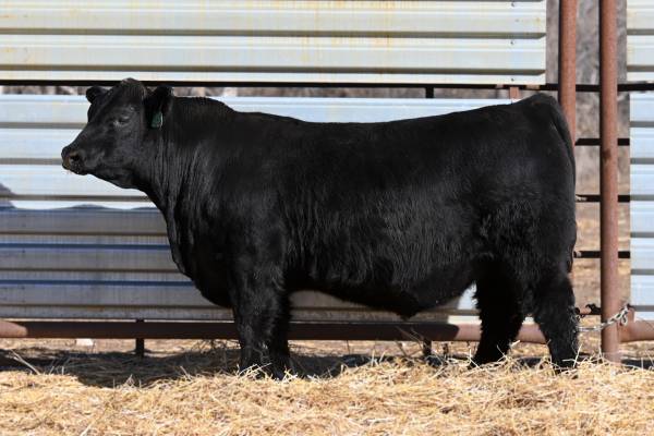 Purebred Black Angus Bulls