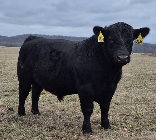 Black Angus Bulls