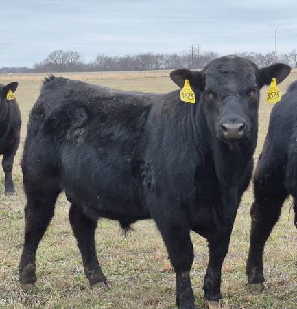 Black Angus Bulls