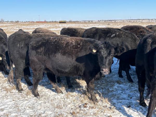 Bred Black Angus Heifers