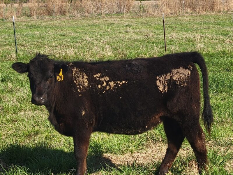 Registered Black Angus Yearling Heifers