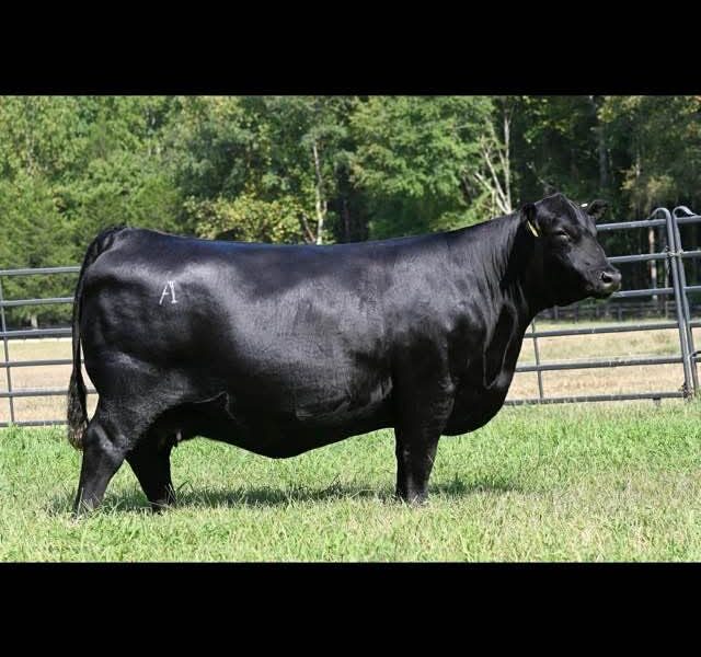 Black Angus Embryos