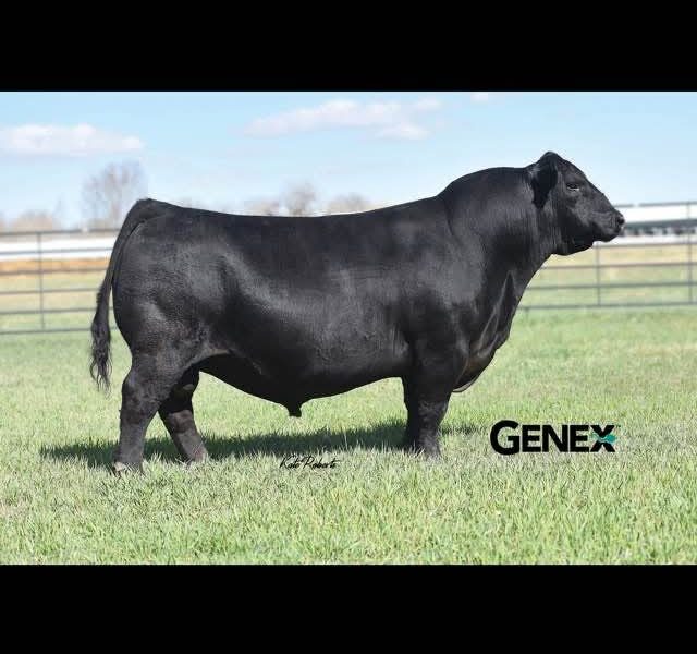 Black Angus Embryos
