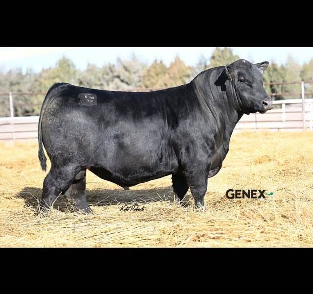 Black Angus Embryos