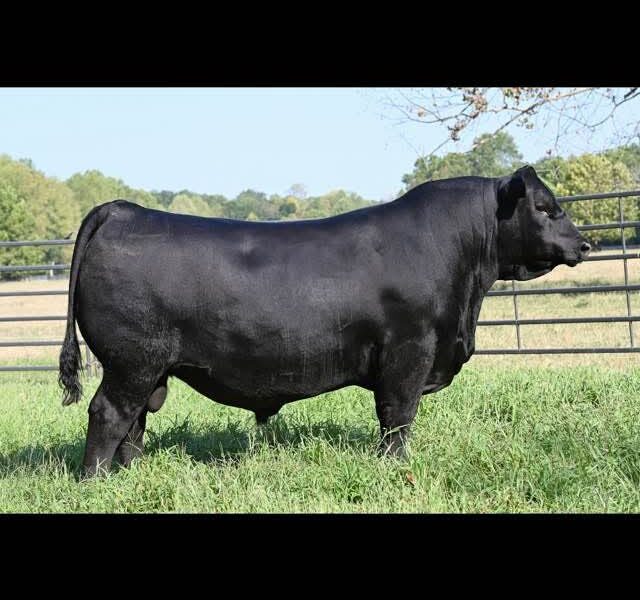 Black Angus Embryos
