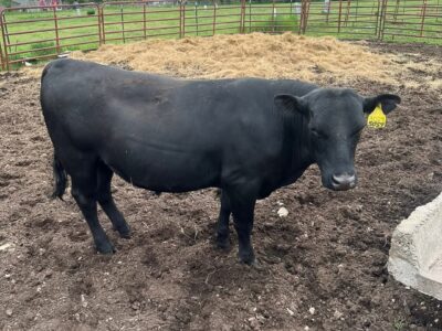 Purebred Black Angus Bull