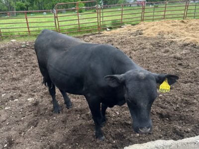Purebred Black Angus Bull