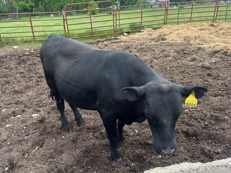 Purebred Black Angus Bull