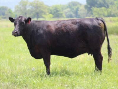 Angus Cows
