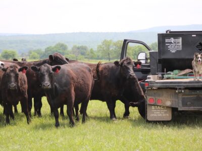 Angus Cows