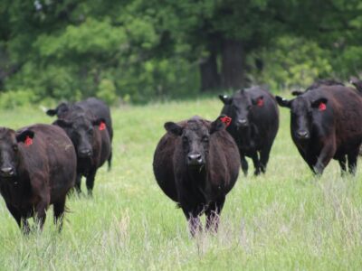 Angus Cows