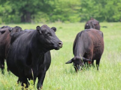 Angus Cows