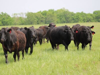 Angus Cows