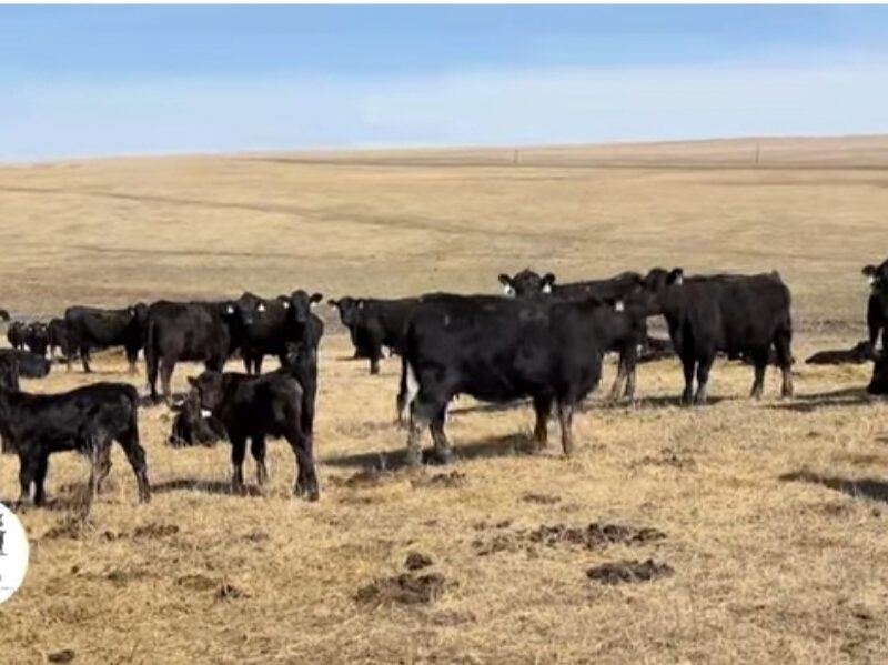 Black Angus Heifer Pairs - 100 head