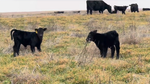 60 Black Angus Cow/Calf Pairs