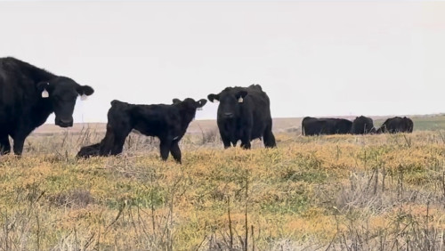 60 Black Angus Cow/Calf Pairs