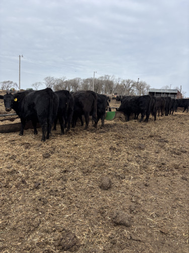 Commercial Black Angus Heifer Pairs