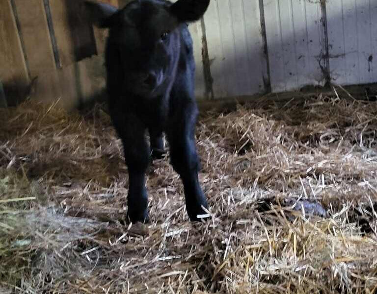 Registered Black Angus Bulls