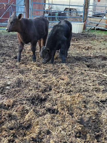 Registered Black Angus Bulls