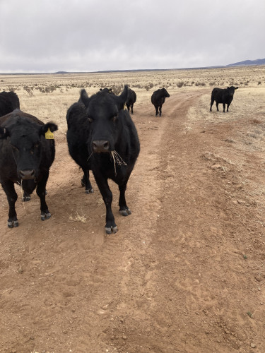 Young Black Angus Cows