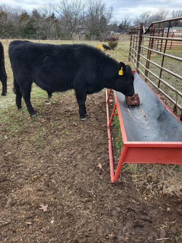 Registered Black Angus Bulls