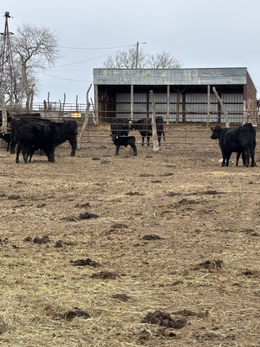 Commercial Black Angus Heifer Pairs