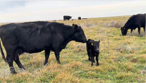 60 Black Angus Cow/Calf Pairs