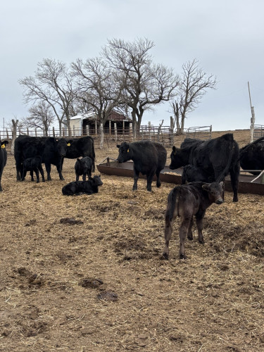 Commercial Black Angus Heifer Pairs