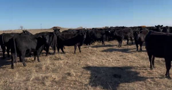 Bred Black Angus Heifers