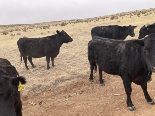 Young Black Angus Cows