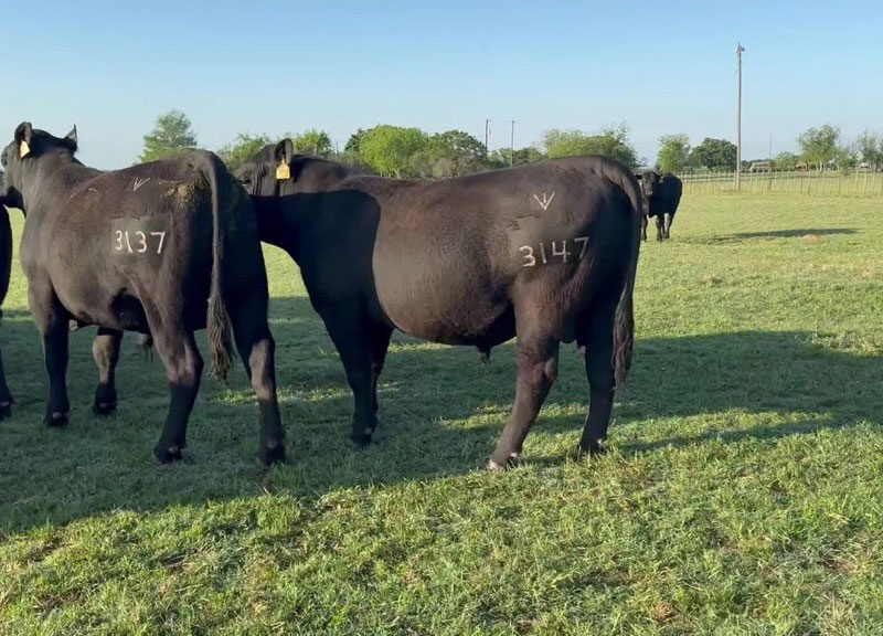 Registered Angus Bulls - 15 head