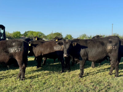 Registered Angus Bulls - 15 head