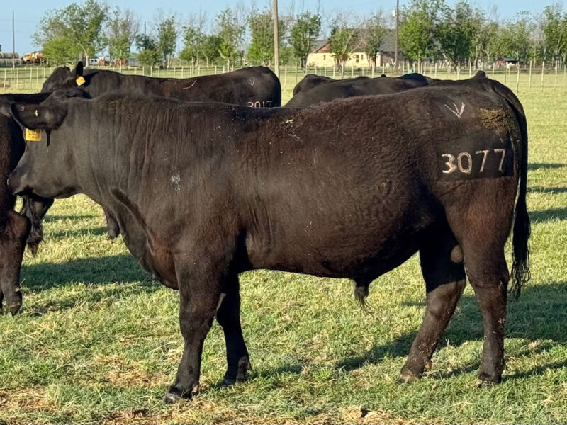 Registered Angus Bulls - 15 head