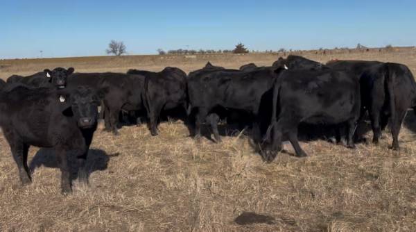 Bred Black Angus Heifers