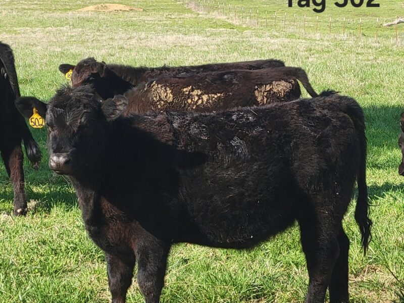 Registered Black Angus Yearling Heifers