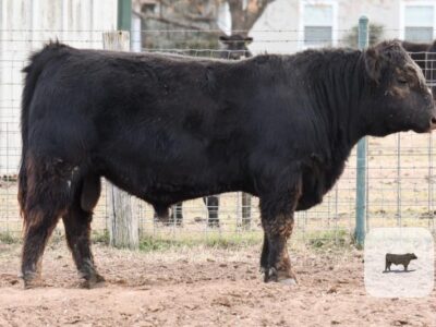 Black Angus Bulls - Registered - 8 head