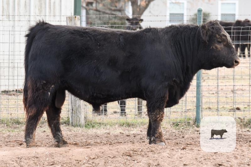 Black Angus Bulls - Registered - 8 head