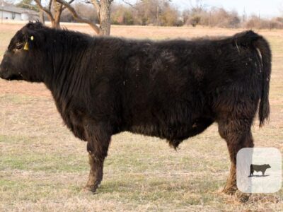 Black Angus Bulls - Registered - 8 head