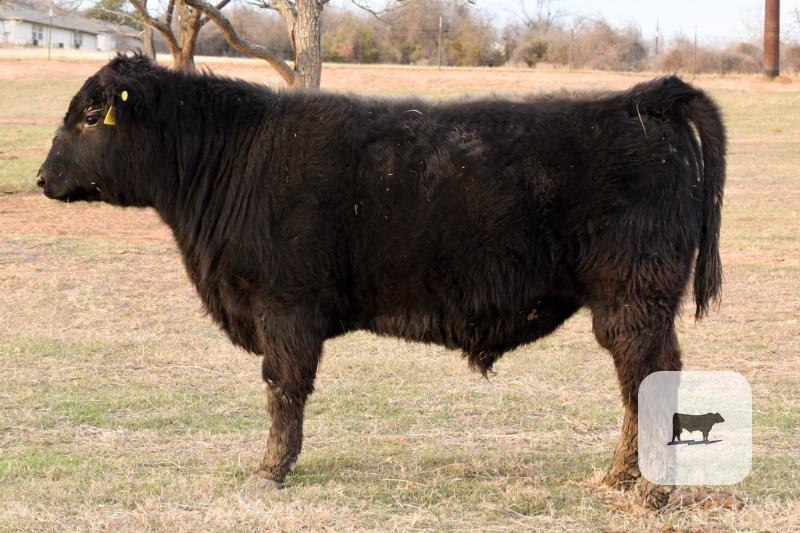 Black Angus Bulls - Registered - 8 head