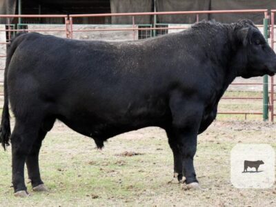 Black Angus Bulls - Registered - 8 head