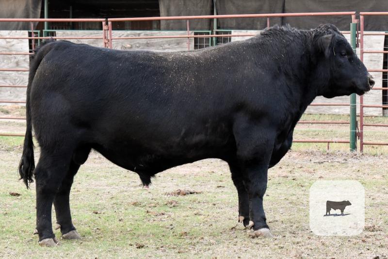 Black Angus Bulls - Registered - 8 head