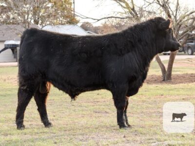 Black Angus Bulls - Registered - 8 head