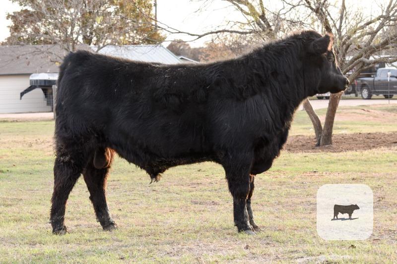 Black Angus Bulls - Registered - 8 head