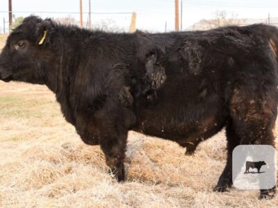 Black Angus Bulls - Registered - 8 head