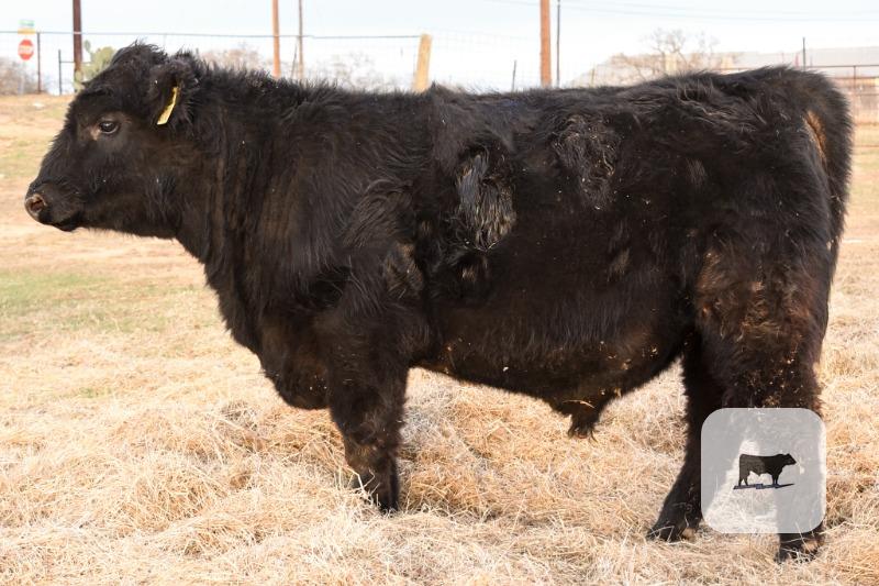 Black Angus Bulls - Registered - 8 head