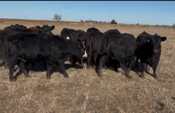 Bred Black Angus Heifers