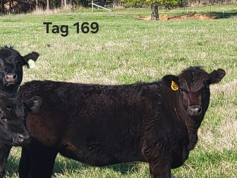 Registered Black Angus Yearling Heifers