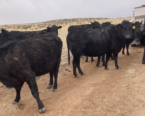 Young Black Angus Cows