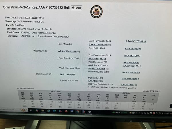 2 yr old Registered Black Angus Bull