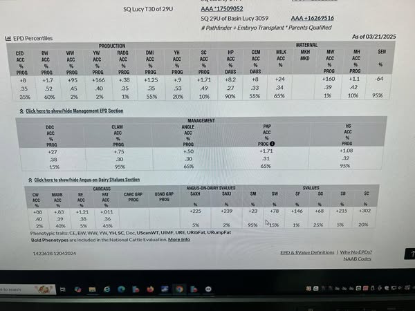 2 yr old Registered Black Angus Bull